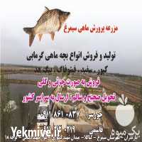 قیمت خرید بچه ماهی گرمابی کپور در گروه خرید و فروش بچه ماهی در یکمیوه