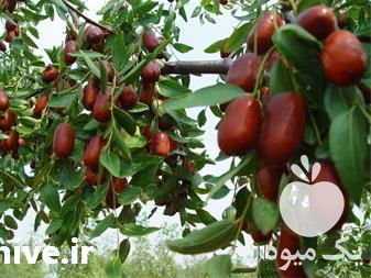 نهال عناب و ازگیل فروش نهال درجه یک در قزوین در گروه خرید و فروش نهال عناب در یکمیوه -عکس1