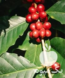 فروش نهال آلبالو با امکان ارسال به تمام نقاط کشور در تهران در گروه خرید و فروش نهال در یکمیوه -عکس1