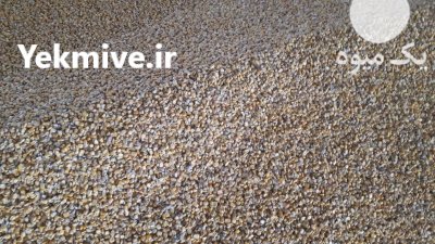 ذرت دامی در گروه خرید و فروش ذرت در یکمیوه -عکس1