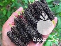 فروش نهال سیاه ریشه در ساری در گروه خرید و فروش نهالستان در یکمیوه -عکس1