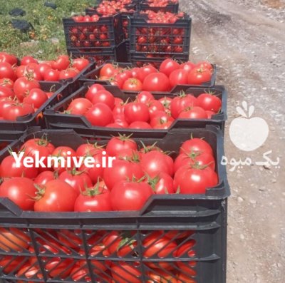 فروش گوجه 8320 صادراتی در گروه خرید و فروش گوجه فرنگی در یکمیوه -عکس2