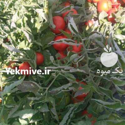 فروش گوجه 8320 صادراتی در گروه خرید و فروش گوجه فرنگی در یکمیوه -عکس3