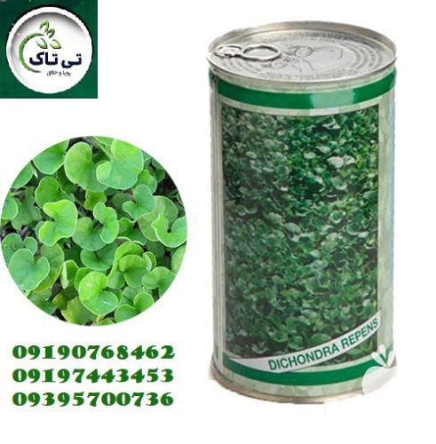 قیمت خرید بذر چمن در قزوین در گروه خرید و فروش بذر چمن در یکمیوه -عکس1