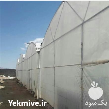 فروش طراحی و ساخت گلخانه در ساری در گروه خرید و فروش سوله و سازه گلخانه در یکمیوه -عکس1