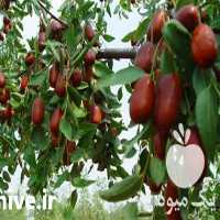 نهال عناب و ازگیل فروش نهال درجه یک در قزوین در گروه خرید و فروش نهال عناب در یکمیوه