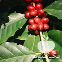 فروش نهال آلبالو با امکان ارسال به تمام نقاط کشور در تهران در گروه خرید و فروش نهال در یکمیوه