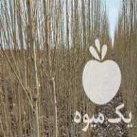 فروش انواع نهال اصلاح شده مثمر و زینتی در گروه خرید و فروش نهال اصلاح شده در یکمیوه