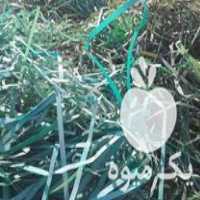 خرید تسمه پت ضایعاتی تسمه پلاستیکی بسته بندی در اصفهان در گروه انواع بسته بندی محصول در یکمیوه