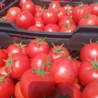 فروش گوجه 8320 صادراتی در گروه خرید و فروش گوجه فرنگی در یکمیوه