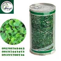 قیمت خرید بذر چمن در قزوین در گروه خرید و فروش بذر چمن در یکمیوه