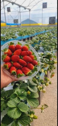 آگهی مشابه توت فرنگی هیدروپنیک در گرگان در گروه خرید و فروش توت فرنگی در یکمیوه