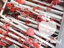 قیمت خرید آبخوری فنجانی گوشتی در گروه تجهیزات مرغداری در یکمیوه -عکس1