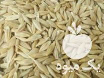 خریدار هستم گندم جو ذرت سویا کود سفید در گروه خرید و فروش گندم و جو در یکمیوه -عکس1