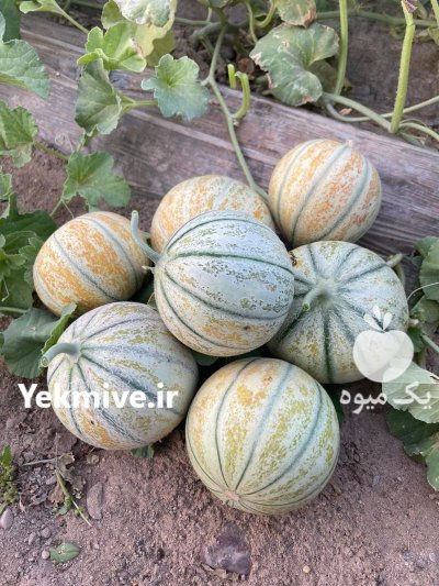 بذر ملون شاهپسند در مرودشت در گروه خرید و فروش بذر خربزه در یکمیوه -عکس1