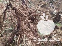 قیمت خرید نهال انگور قرمز دو ساله در گروه خرید و فروش نهال انگور در یکمیوه -عکس1