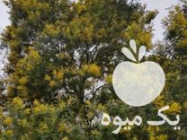 قیمت خرید درخت گل میموزا گلدانی در گروه خرید و فروش نهال مرکبات در یکمیوه -عکس1
