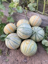 بذر ملون شاهپسند در مرودشت در گروه خرید و فروش بذر خربزه در یکمیوه