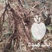 قیمت خرید نهال انگور قرمز دو ساله در گروه خرید و فروش نهال انگور در یکمیوه