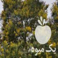 قیمت خرید درخت گل میموزا گلدانی در گروه خرید و فروش نهال مرکبات در یکمیوه