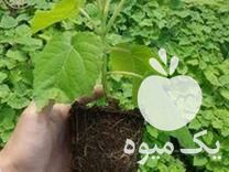 قیمت خرید نهال پالونیا گرمسیری و سردسیری در گروه خرید و فروش نهال پالونیا در یکمیوه -عکس1