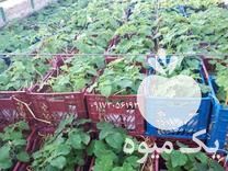 قیمت خرید نهال پالونیا هیبرید اصلاح شده در گروه خرید و فروش نهال پالونیا در یکمیوه -عکس1