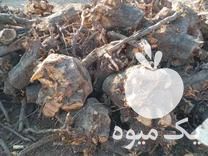 چوب و ریشه شما را برای زغال خریدارم در میاندوآب در گروه خرید و فروش انواع چوب در یکمیوه -عکس1