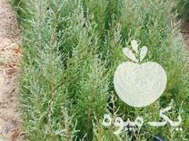 قیمت خرید نهال سرو شیراز در درود در گروه خرید و فروش نهال سرو در یکمیوه -عکس1