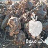 چوب و ریشه شما را برای زغال خریدارم در میاندوآب در گروه خرید و فروش انواع چوب در یکمیوه