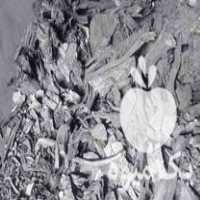 قیمت خرید زغال کبابی سیب در گروه خرید و فروش زغال در یکمیوه