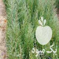 قیمت خرید نهال سرو شیراز در درود در گروه خرید و فروش نهال سرو در یکمیوه