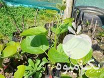 قیمت خرید نهال کیوی خونی طلایی نهال فوجی در گروه خرید و فروش نهال کیوی در یکمیوه -عکس1