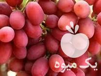 قیمت خرید نهال انگور و درخت خارجی گلدونی در ابهر در گروه خرید و فروش نهال انگور در یکمیوه -عکس1
