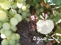 قیمت خرید نهالستان انگور بیدانه در اراک در گروه خرید و فروش نهالستان در یکمیوه -عکس1
