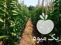 قیمت خرید انواع نهال مرکبات با قیمت خیلی مناسب در گروه خرید و فروش نهال مرکبات در یکمیوه -عکس1