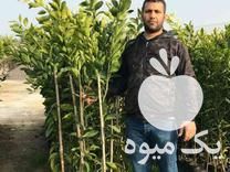 مرکز تولید و فروش انواع نهال مرکبات در گروه خرید و فروش نهال مرکبات در یکمیوه -عکس1