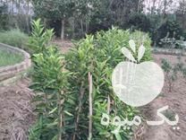 قیمت خرید نهال مرکبات در گروه خرید و فروش نهال مرکبات در یکمیوه -عکس1