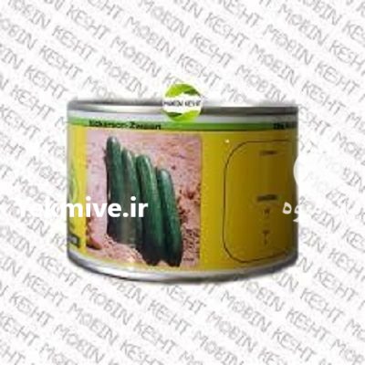 بذر خیار سوپرینا در گروه خرید و فروش بذر خیار در یکمیوه -عکس1