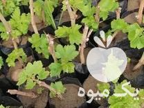 قیمت خرید نهالستان انگورطلا در الیگودرز در گروه خرید و فروش نهالستان در یکمیوه -عکس1