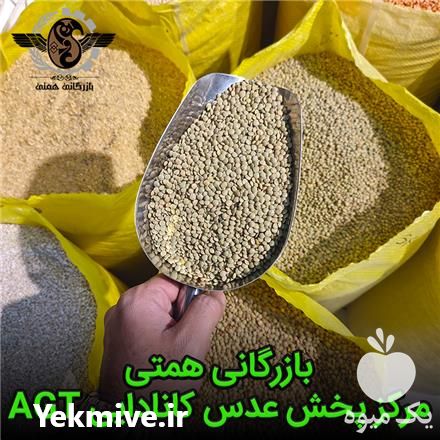 فروش عدس کانادایی در کرج در گروه خرید و فروش غلات و حبوبات در یکمیوه -عکس1