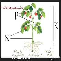 فروش کود NPK با حلالیت بالا در تهران در گروه خرید و فروش کود کامل در یکمیوه
