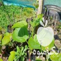 قیمت خرید نهال کیوی خونی طلایی نهال فوجی در گروه خرید و فروش نهال کیوی در یکمیوه