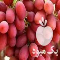 قیمت خرید نهال انگور و درخت خارجی گلدونی در ابهر در گروه خرید و فروش نهال انگور در یکمیوه