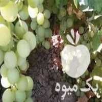 قیمت خرید نهالستان انگور بیدانه در اراک در گروه خرید و فروش نهالستان در یکمیوه