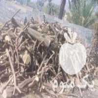 قیمت خرید چوب مرکبات پرتقال سایز خشک در منوجان در گروه خرید و فروش چوب مرکبات در یکمیوه