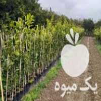 فروش نهال مرکبات در ساری در گروه خرید و فروش نهال مرکبات در یکمیوه