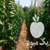 قیمت خرید انواع نهال مرکبات با قیمت خیلی مناسب در گروه خرید و فروش نهال مرکبات در یکمیوه