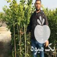 مرکز تولید و فروش انواع نهال مرکبات در گروه خرید و فروش نهال مرکبات در یکمیوه