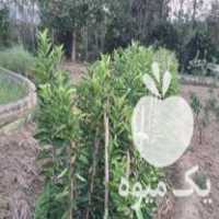قیمت خرید نهال مرکبات در گروه خرید و فروش نهال مرکبات در یکمیوه