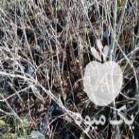 فروش نهال انار در بهشهر در گروه خرید و فروش نهال انار در یکمیوه